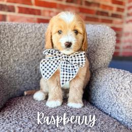 Raspberry - Apricot female Goldendoodle puppy in Hartwell, Georgia from BellaDoodles
