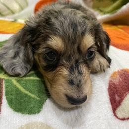 Ruthie   Pet only - Dapple female Dachshund puppy in Bullard, Texas from Mimidachs of Texas