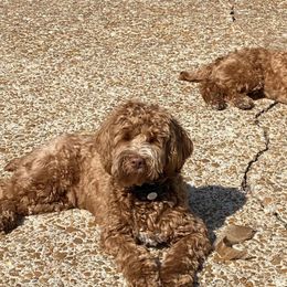 Cockapoos, Cocker Spaniels, and Poodles from Parker's Cockapoos, LLC