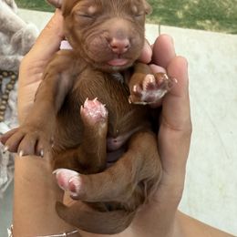 Purple girl - Red  female Goldendoodle puppy in Bakersfield, California from CorduroyDoodles