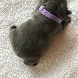 French Bulldog Puppies from Crooked C Ranch