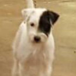 Parson Russell Terriers and Portuguese Podengo Pequenos from Wild Fire