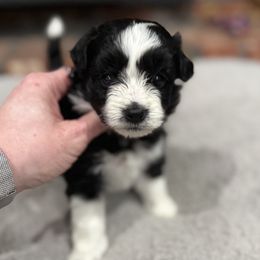Girl 1 - female Aussiedoodle puppy in Berlin, New Jersey from Shooting Star Mini AussieDoodles