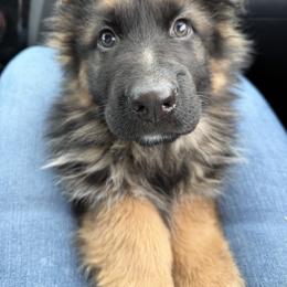 Zero - Black and red male German Shepherd puppy in Fielding, Utah from Legacy Shepherds