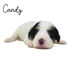 Candy - Tri-color female Bernedoodle puppy in Crawfordsville, Indiana from Winding Creek Ranch Doodles