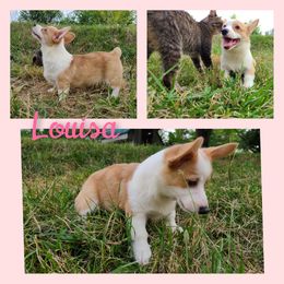 Louisa - Pembroke Welsh Corgi puppy in Bates City, Missouri from Penny Lane Corgis