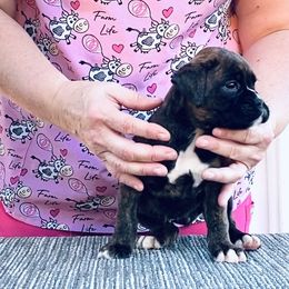 Dark girl - Brindle female Boxer puppy in Wellsville, Missouri from Casino Boxers