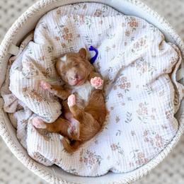 Luna - Red  female Goldendoodle puppy in Springville, Utah from Happy Doodle