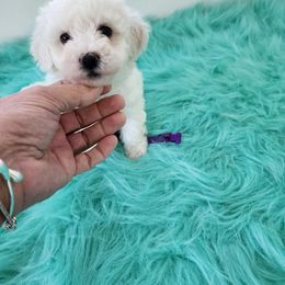 2 - White female Bichon Frise puppy in Selma, North Carolina from Havenkennels