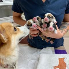 Pembroke Welsh Corgi Puppies from Foxwood Corgis