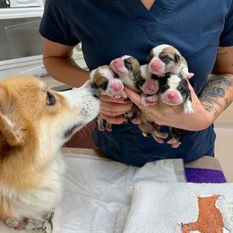 Pembroke Welsh Corgi Puppies from Foxwood Corgis
