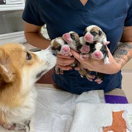 Pembroke Welsh Corgi Puppies from Foxwood Corgis