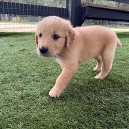 Hashbrown - Golden male Golden Retriever puppy in Oak Hill, Florida from Swingin T Ranch LLC