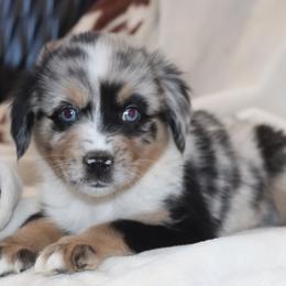 Blue-Eyed Blue Merle Male - Blue merle male Toy Australian Shepherd puppy in Leighton, Alabama from Isbell Land & Livestock, LLC