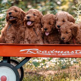 Goldendoodles from The Bark Farm