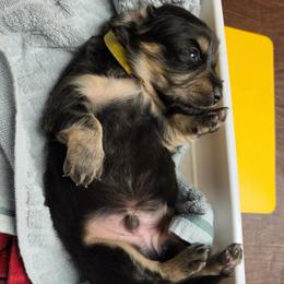 Mustard - Black and Cream Brindle - Black and cream male Dachshund puppy in Pueblo, Colorado from HotDachs