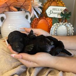 Girl 2 - Black female Poodle puppy in Calimesa, California from Teakwood Poodles of SoCal