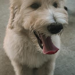 Aussiedoodle Puppies from Muddy Puppy Farm