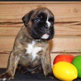 Boxer Puppies from Von Royal Dell'Infinite Bellissimo Deutscher