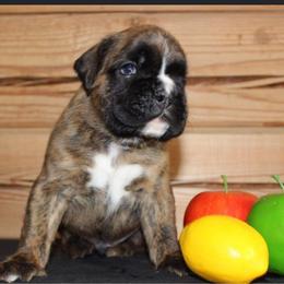 Boxer Puppies from Von Royal Dell'Infinite Bellissimo Deutscher
