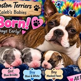 Boston Terrier puppies from Bogan's Boston's