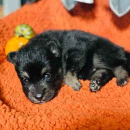 Bourbon - Tri-color male Pomsky puppy in Greenville, South Carolina from Thicketty Mountain Pomskies
