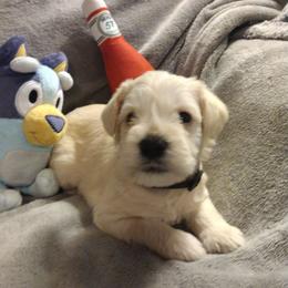 Hugo - White male Miniature Schnauzer puppy in Carriere, Mississippi from Pea Patch Schnauzers
