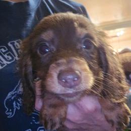 Sienna's bigger chocolate and tan boy - Chocolate and tan male Dachshund puppy in Lyle, Washington from Wines Wienery