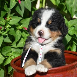 "Tulip   Female" Bernese Mountain Dog Puppies from Wilderness Way Berners