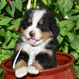 "Tulip   Female" Bernese Mountain Dog Puppies from Wilderness Way Berners