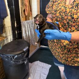 Dark Blue Collar - Black and white male Greyhound puppy in Mesa, Arizona from ARK Greyhound Kennel LLC