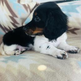 Boy 2 - Black and tan male Dachshund puppy in Oklahoma from DRB Dachshunds
