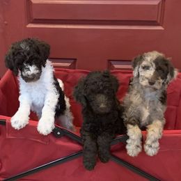 Poodle puppies from C Ranch Kennel