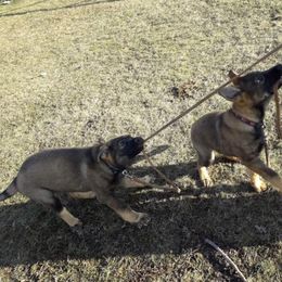 German Shepherd Puppies from StoneWall