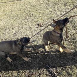 German Shepherd Puppies from StoneWall