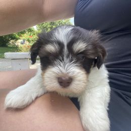 Havanese Puppies from Coco’s Puppies