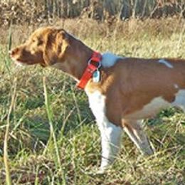 American Water Spaniels and Brittanys from High Hopes Kennel