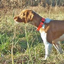 American Water Spaniels and Brittanys from High Hopes Kennel