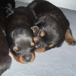Miranda - Black and tan female Rottweiler puppy in Mcminnville, Oregon from JHB Rottweilers