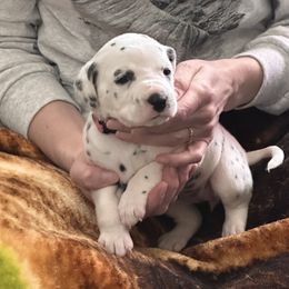 Pink Collar Female - Dalmatian puppy in Pikeville, Kentucky from Blue Moon Dalmatians