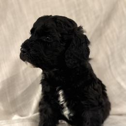 Double Doodle Puppies from Southern Sunshine Doodles 🩷