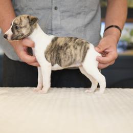Apricot - White and fawn brindle female Whippet puppy in Atlanta, Georgia from Sinaj