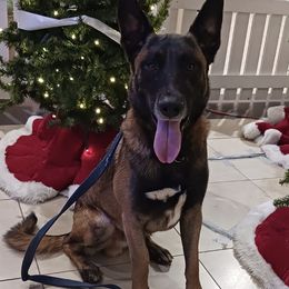 Belgian Malinois from Blue Ridge Malinois
