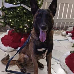 Belgian Malinois from Blue Ridge Malinois