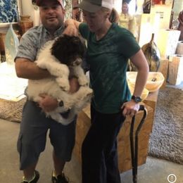 Goldendoodle Puppies from Labradoodleday