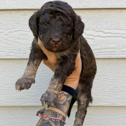 Benson - Phantom male Bernedoodle puppy in Horseshoe Bend, Idaho from Over the Moon Poodles and Doodles