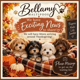 Maltipoo puppies from Bellamy Maltipoos