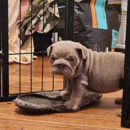 Bulldog Puppies from Rougaroux Bulldoge