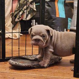 Bulldog Puppies from Rougaroux Bulldoge