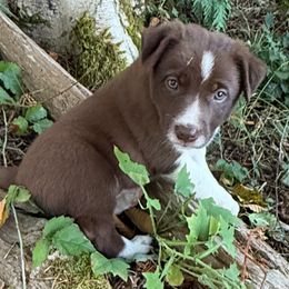 Other pup1 - White and red male Border Collie puppy in Aberdeen, Washington from Misty Mountain Border Collies